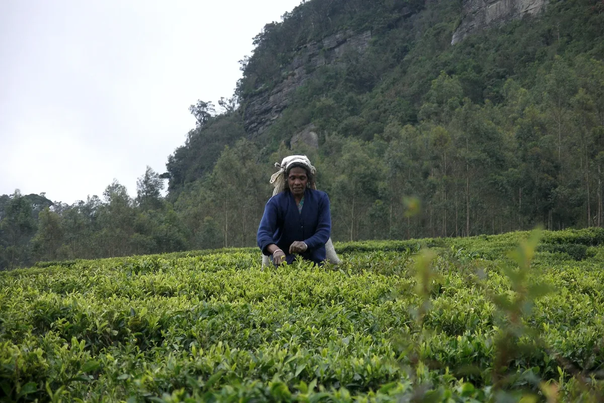 Tea plantations across the highlands near Nuwara Eliya