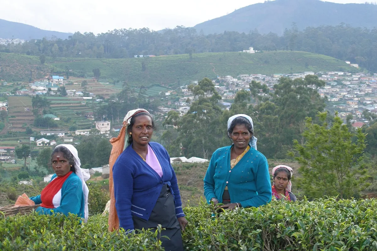 Tea fields on the highland slopes near Nuwara Eliya