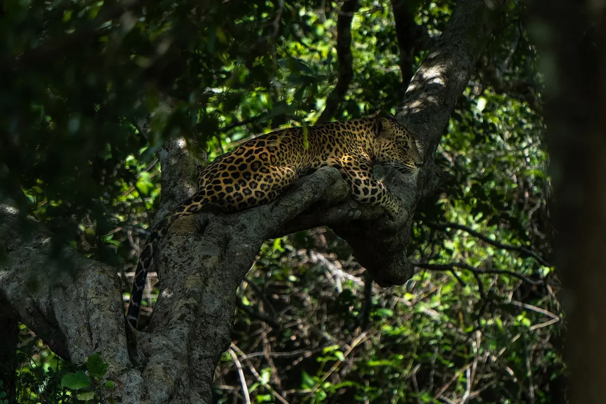 Sri Lankan leopard in Wilpattu National Park