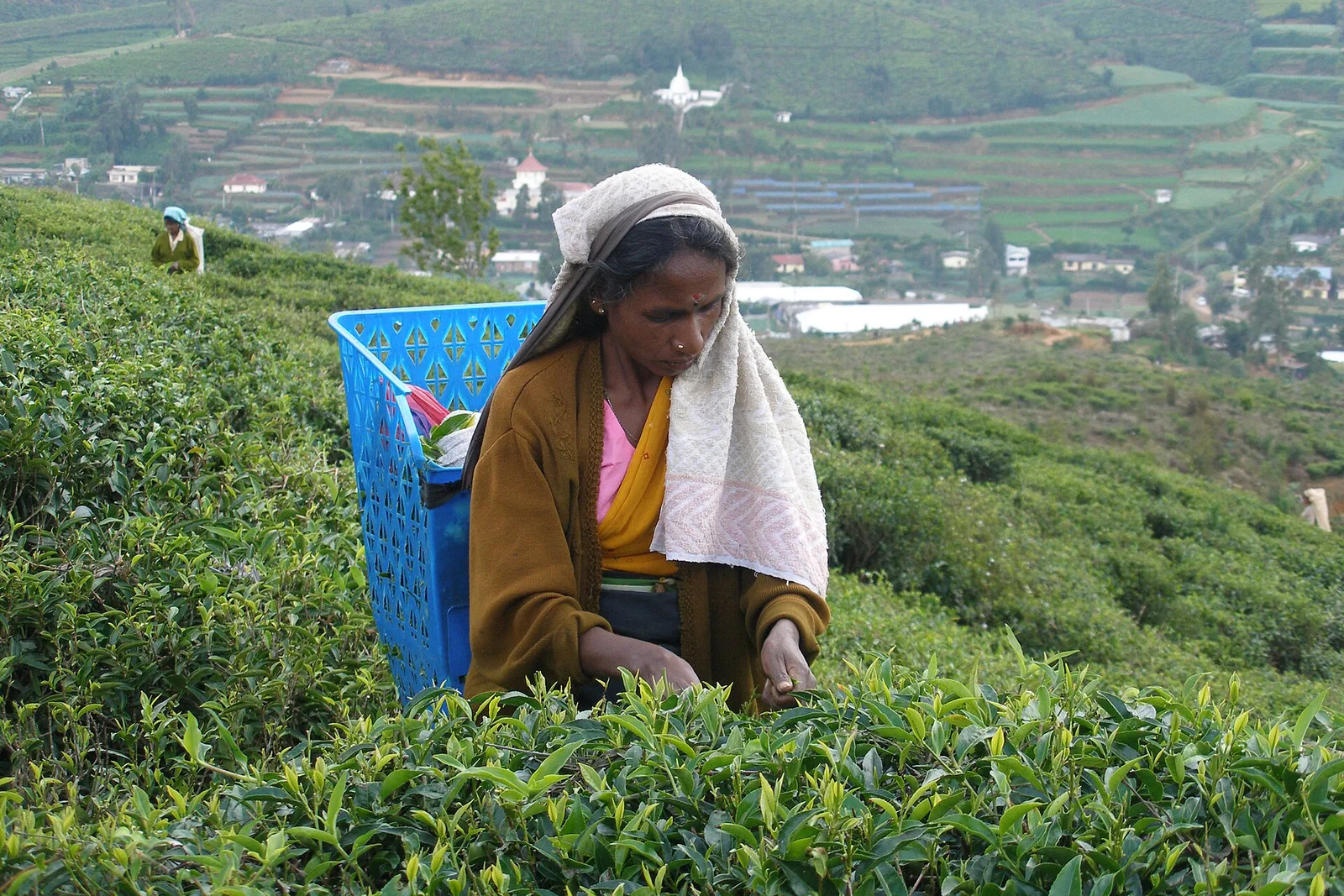 Tea country landscape near Nuwara Eliya