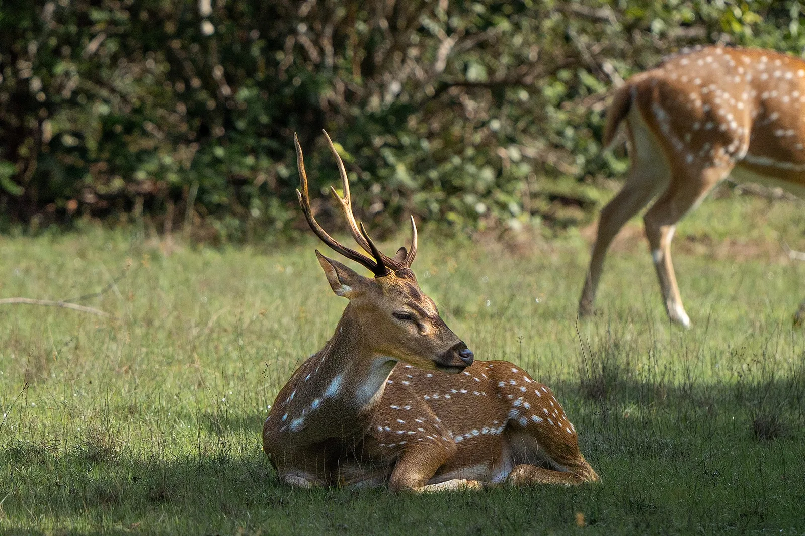 Sri Lankan axis deer in its natural habitat