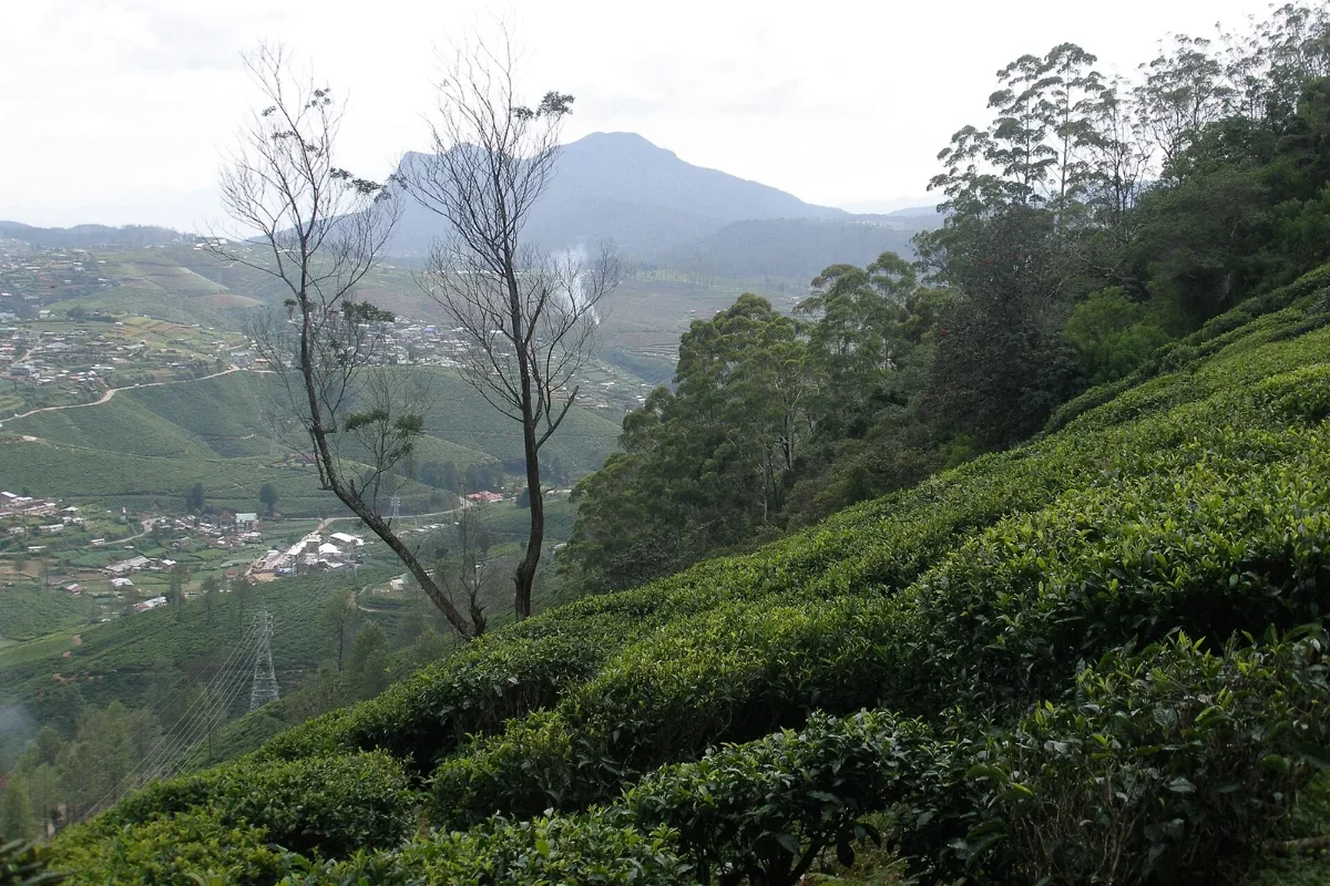 Tea plantations across the Sri Lankan highlands