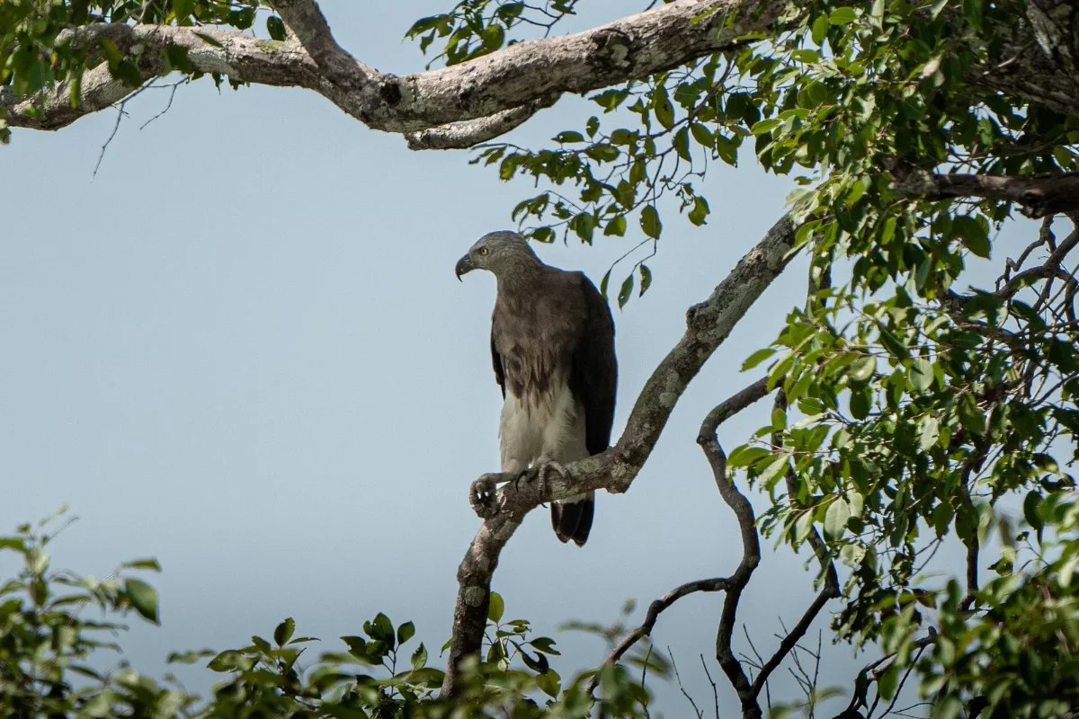 Grey-headed fish eagle in Wilpattu National Park, Sri Lanka