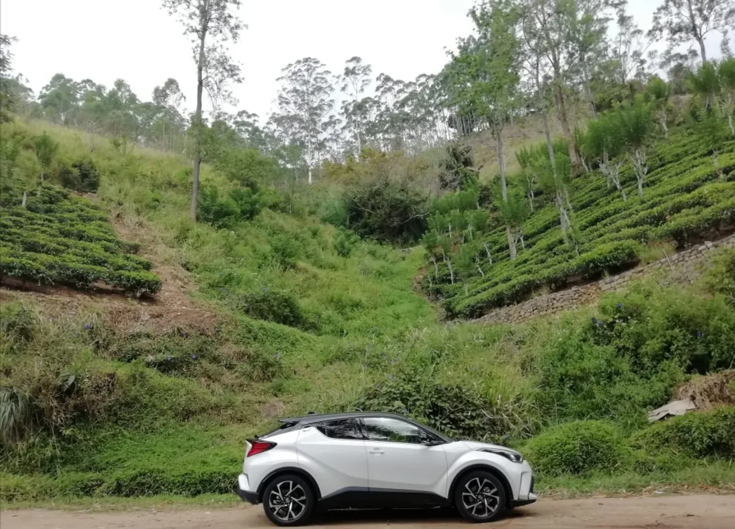 Illustrative photograph of an SUV beside a tea estate; it is not represented as part of the company fleet